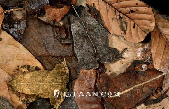 https://icreatived.com/wp-content/uploads/2012/05/toads.jpg