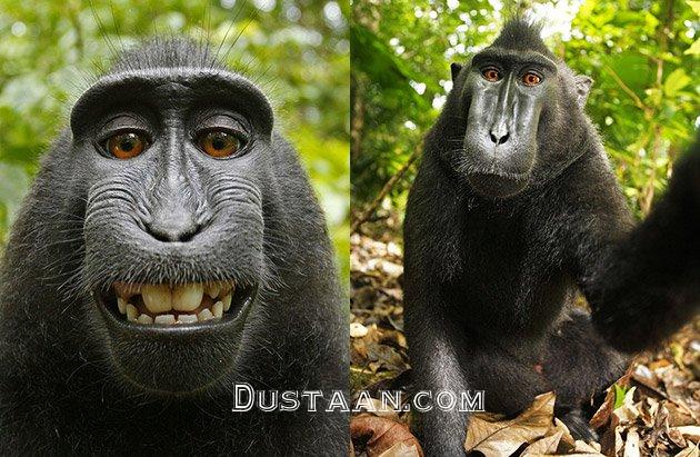 https://petapixel.com/assets/uploads/2014/08/monkeyselfie.jpg