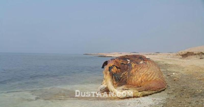 به گِل نشستن نهنگ ۳۵ تنی در جزیره ایرانی