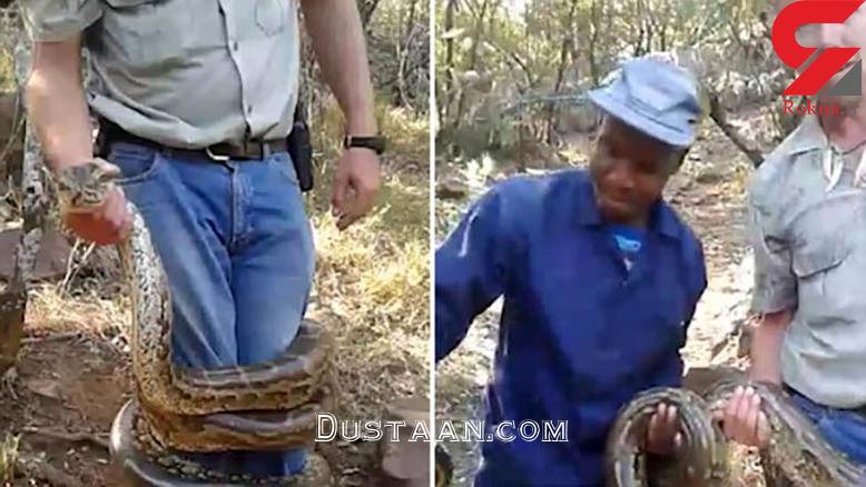 مارگیر مغرور طعمه مار پیتون شد