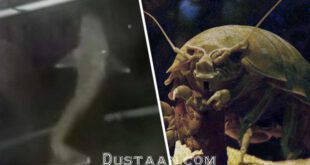 https://cdn.images.dailystar.co.uk/dynamic/33/photos/989000/620x/giant-alien-sea-creature-645401.jpg