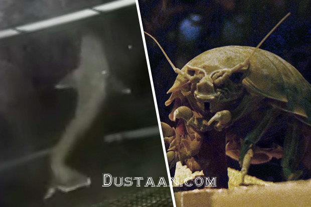 https://cdn.images.dailystar.co.uk/dynamic/33/photos/989000/620x/giant-alien-sea-creature-645401.jpg