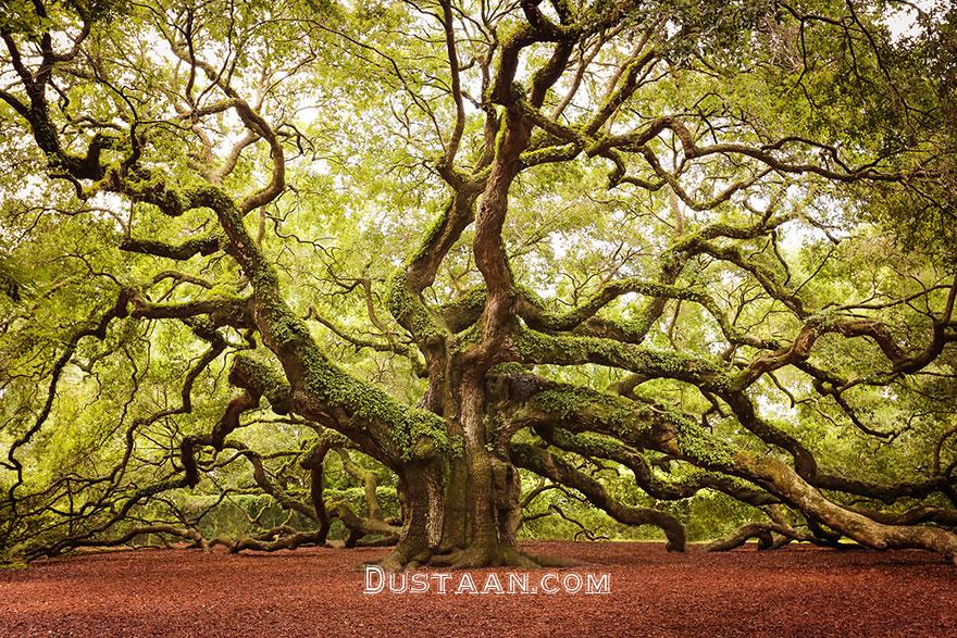 http://hamgardi.com/HamgardiImages/Blog/BlogImage/pmnno/1__hamgardi_amazing-trees-22.jpg