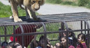 https://24.ae/images/template/1.1.4/zoo/1414771107917_wps_21_Children_inside_a_cage_wa.jpg
