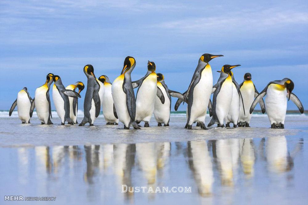 اخبار,عکس خبری,رژه پنگوئن ها