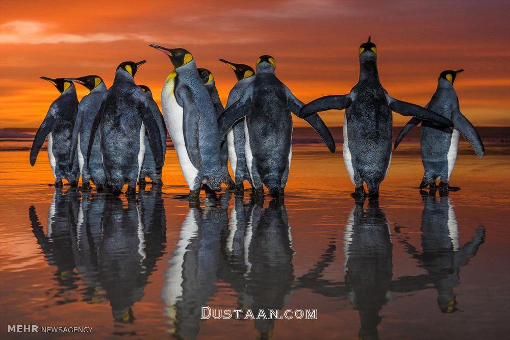اخبار,عکس خبری,رژه پنگوئن ها