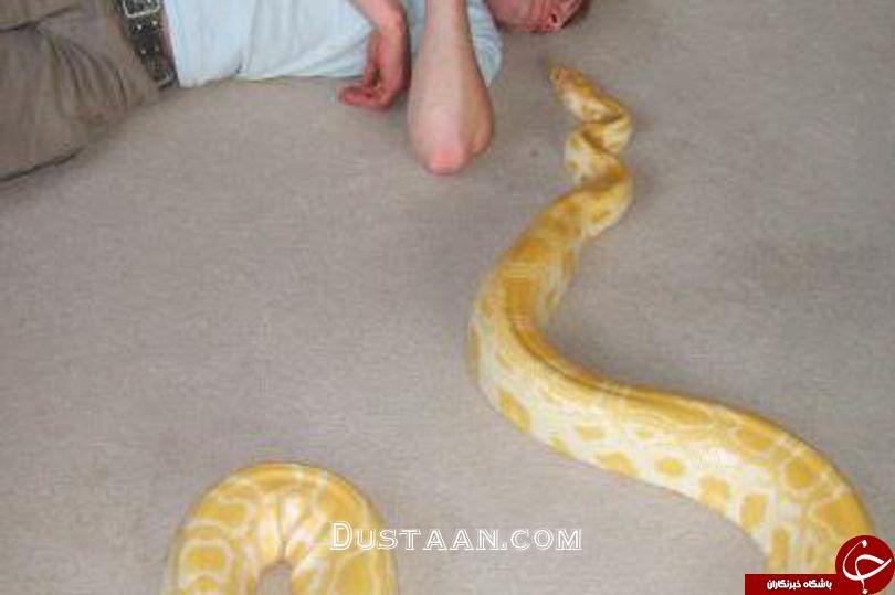آیا  این مار پیتون خانگی موجب مرگ صاحبش شده است ؟ تصاویر
