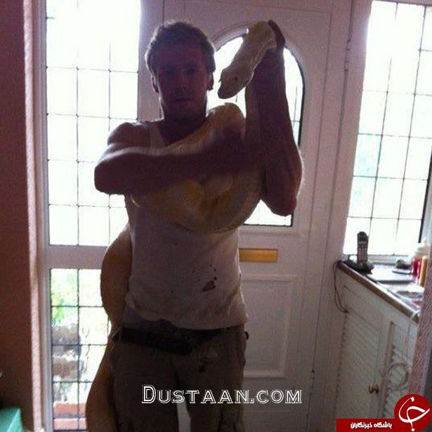 آیا  این مار پیتون خانگی موجب مرگ صاحبش شده است ؟ تصاویر