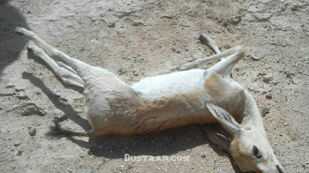 www.dustaan.com-کشتار آهوهای ایرانی به دست شکارچیان عراقی +عکس