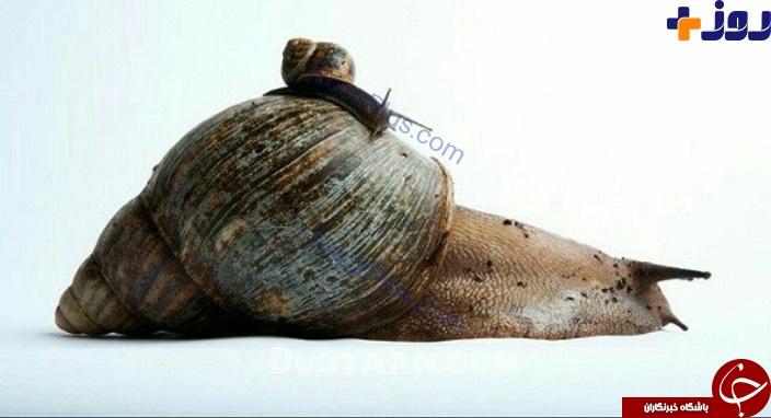 بزرگترین حلزون جهان با اندازه ای عجیب +عکس