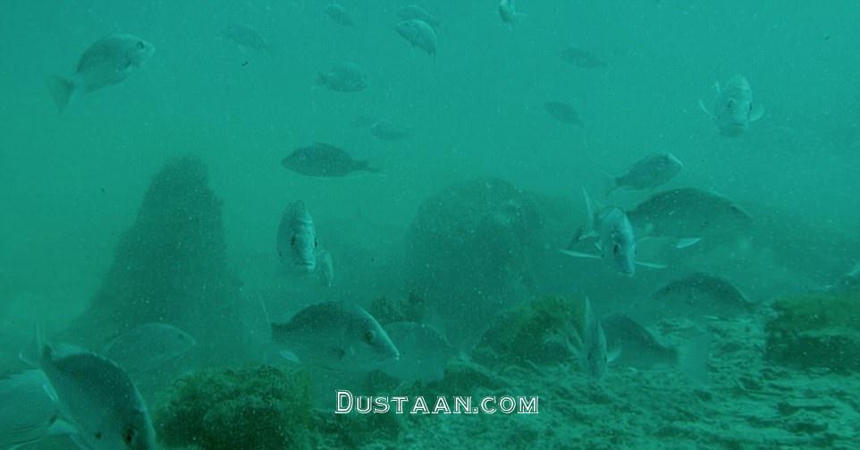 www.dustaan.com-تصاویری زیبا از کشف جنگل سرو ۶۰ هزار ساله در عمق آب های خلیج مکزیک