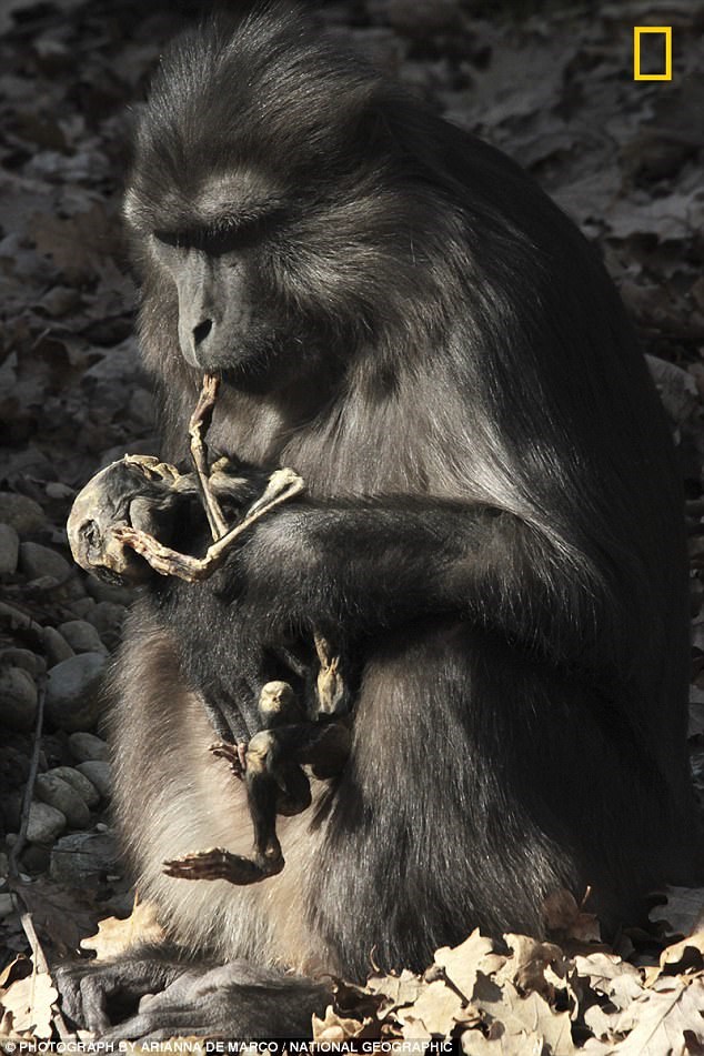 اخبار,اخبار گوناگون, میمون عزادار جنازه بچه اش را خورد