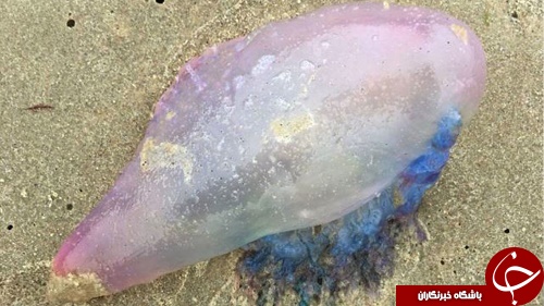 مشاهده موجودات ژله ای عجیب و زهرداردر ساحل  +عکس
