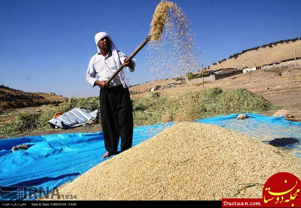 www.dustaan.com-مراسم برداشت برنج در سیروان ایلام +عکس
