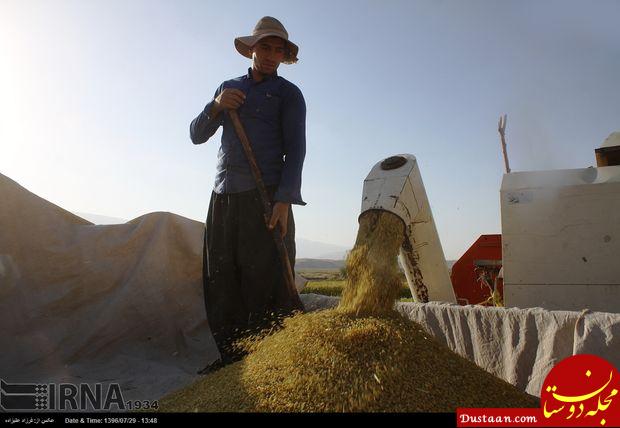 www.dustaan.com-مراسم برداشت برنج در سیروان ایلام +عکس