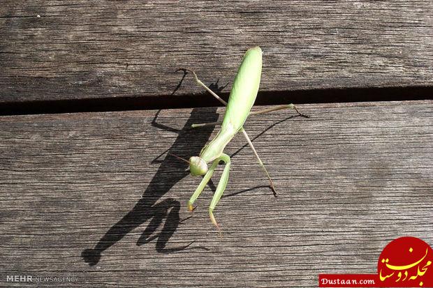 www.dustaan.com-دنیای شگفت‌ انگیز حشرات‎ از نمای نزدیک +تصاویر