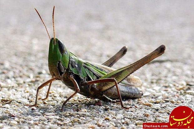 www.dustaan.com-دنیای شگفت‌ انگیز حشرات‎ از نمای نزدیک +تصاویر