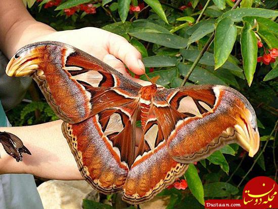 اخبارگوناگون,خبرهای گوناگون, بزرگترین پروانه جهان