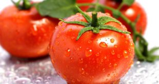 ۱۰ دلیل شگفت انگیز برای مصرف هرچه بیشتر گوجه فرنگی