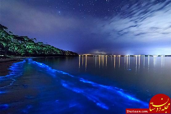 همه چیز درباره خلیج ماسکیتو در پورتوریکو +تصاویر