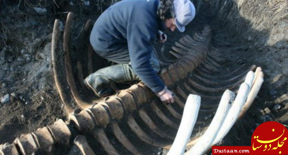 گاو دریایی استلر | کشف لاشه حیوانی 5 متری در روسیه! + تصاویر