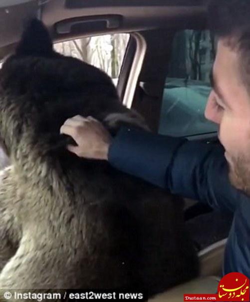 رانندگی مرد ثروتمند و دخترش با شیر و خرس وحشی!