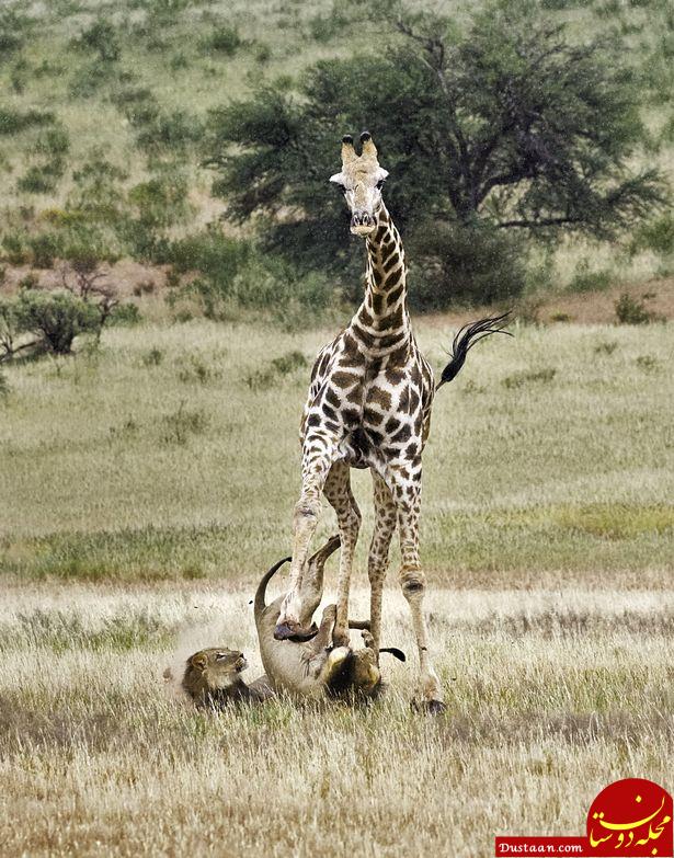 تلاش شیر ها برای شکار زرافه تنومند! +تصاویر
