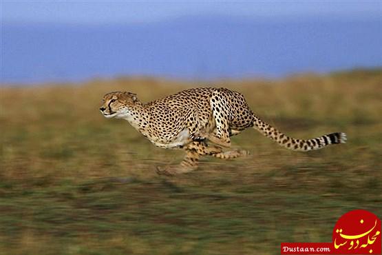 سریع ترین جانوران کره زمین+تصاویر