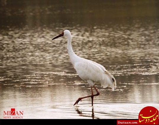 تک درنای سیبری بالاخره آمد! +عکس