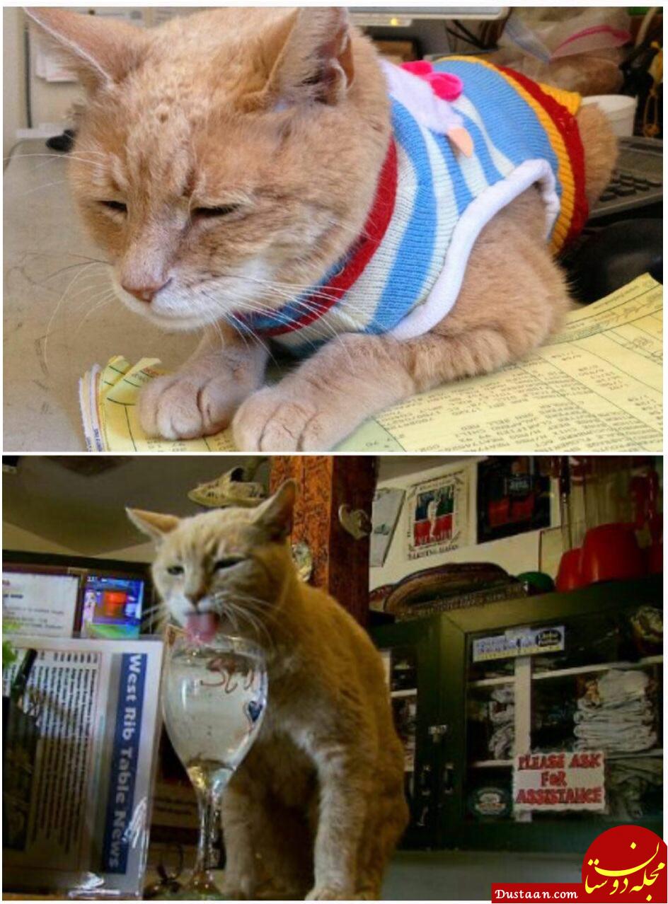 گربه ای که 15 سال شهردار آمریکا بود! +عکس
