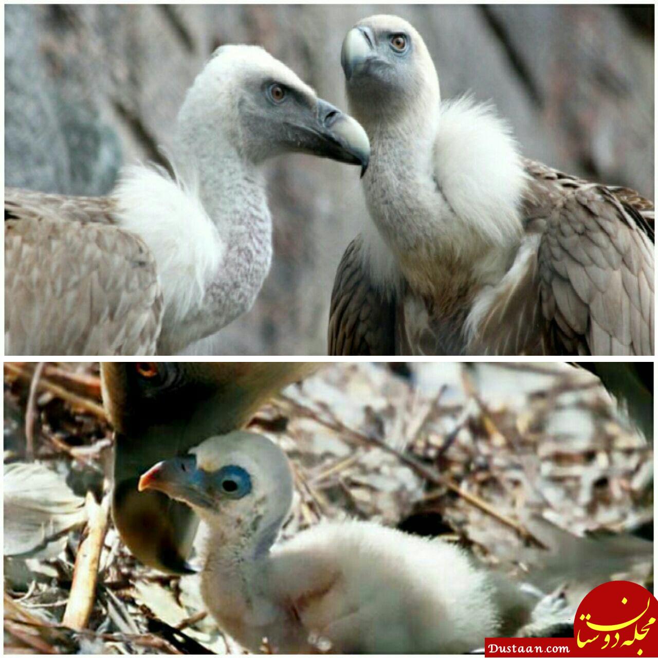 در باغ وحش آمستردام، یک جوجه کرکس که مادرش را از دست داده بود در اختیار دو کرکس نر همجنسگرا قرار گرفت و در کمال تعجب محققان، آنها مانند فرزند خود از او نگهداری کردند!