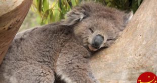 https://cdn.pcwallart.com/images/koalas-in-trees-wallpaper-2.jpg