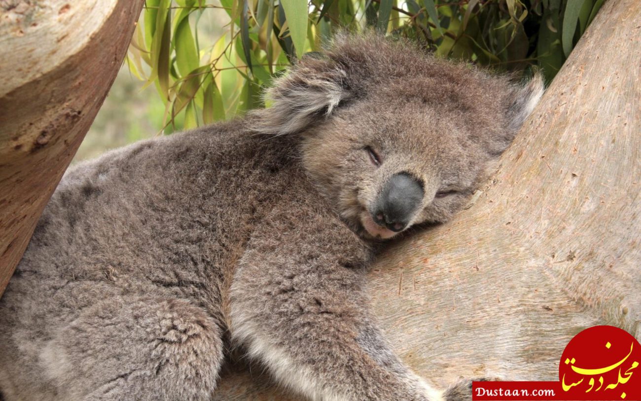 http://cdn.pcwallart.com/images/koalas-in-trees-wallpaper-2.jpg
