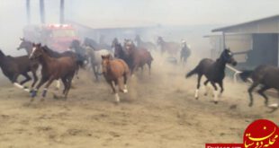 فرار اسب‌ها از آتش‌سوزی کالیفرنیا