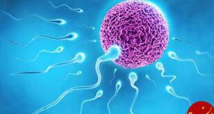تقویت اسپرم برای بارداری