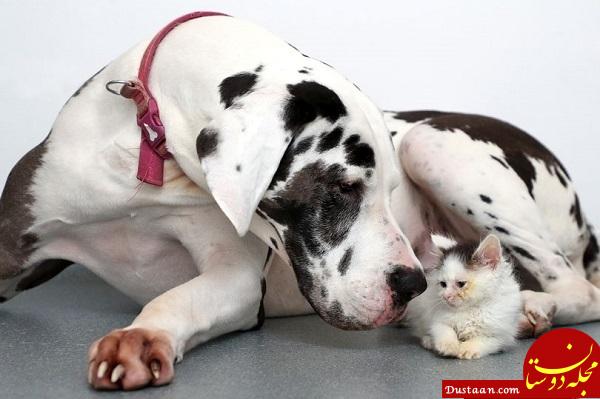سگی که از گربه‌ها متنفر بود پرستار یک بچه گربه شد + تصاویر
