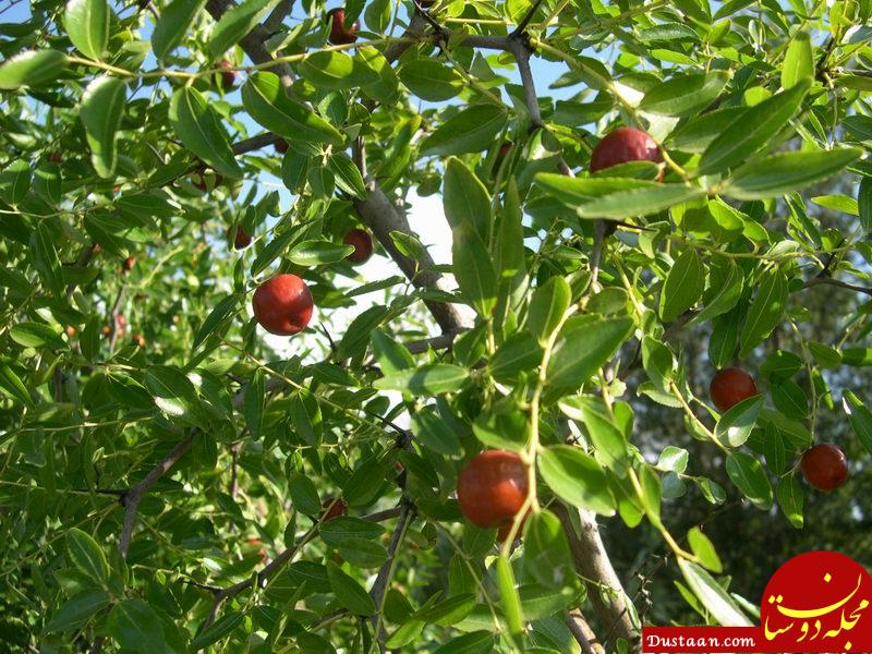 https://www.naturamediterraneo.com/Public/data5/ellenne/zizyphus%202.jpg_2006923171313_zizyphus%202.jpg