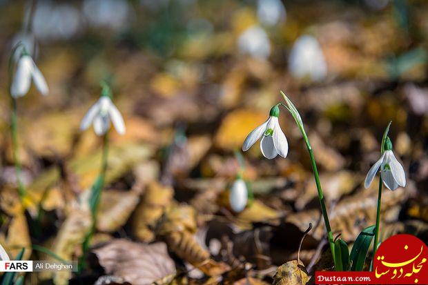 www.dustaan.com-تصاویری زیبا از طبیعت پاییزی النگدره