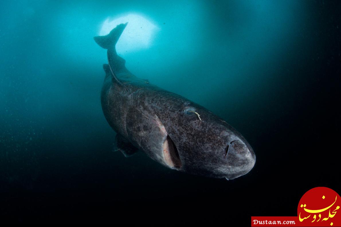 http://tech.vitrino.com/wp-content/uploads/2017/08/01greenland-sharks.adapt_.1190.1.jpg