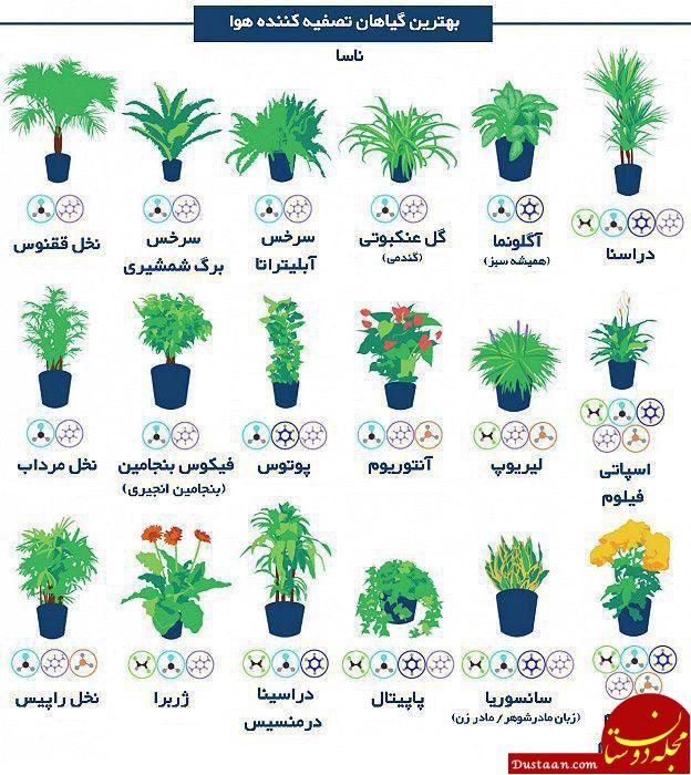 اینفوگرافی: بهترین گیاهان تصفیه کننده هوا