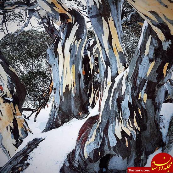 نقاشی یا واقعیت