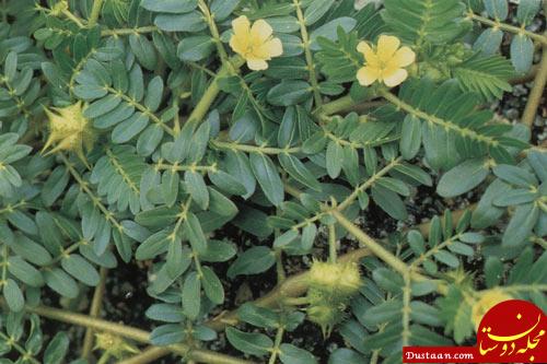 زنان، مردان و مکمل ها