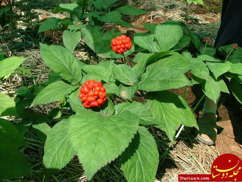 زنان، مردان و مکمل ها