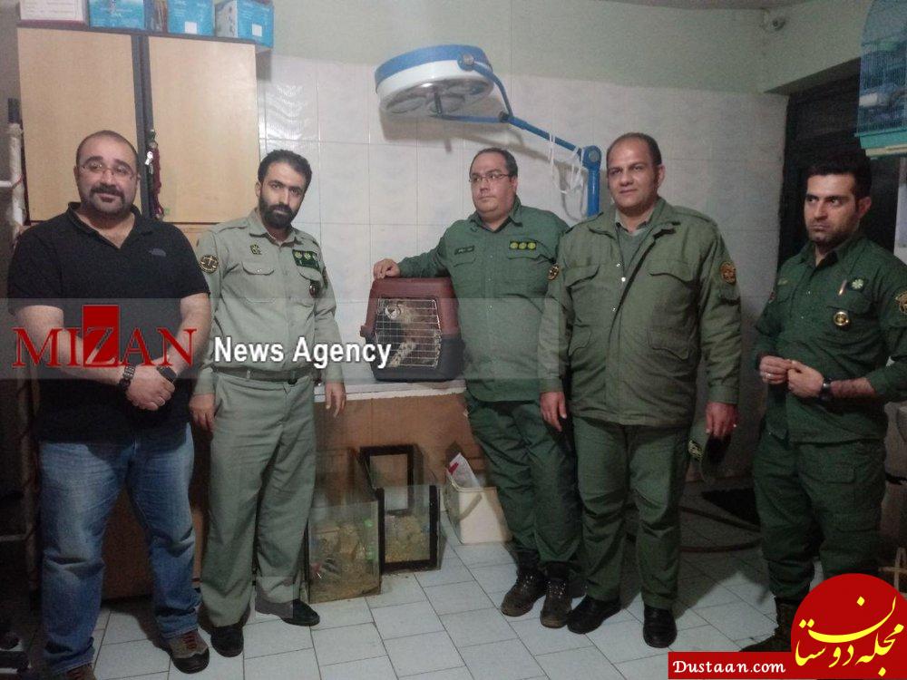 سرنوشت یوزپلنگ کشف شده در تهران سرنوشت یوزپلنگ کشف شده در تهران