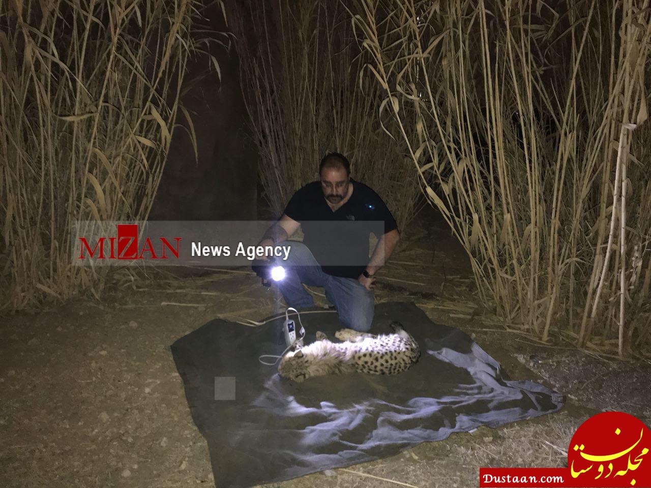 سرنوشت یوزپلنگ کشف شده در تهران سرنوشت یوزپلنگ کشف شده در تهران