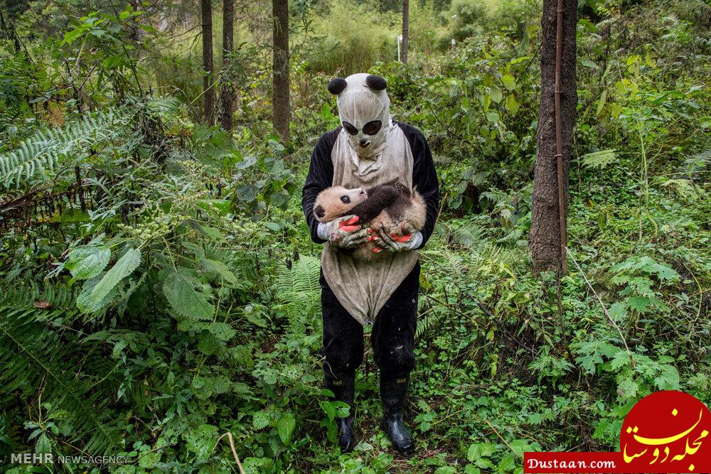 اخبار,اخبار گوناگون,برندگان مسابقه عکاسی حیات وحش ۲۰۱۷