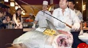 فروش گرانترین ماهی تن دنیا در ژاپن