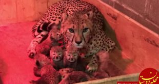 https://sharedmedia.grahamdigital.com/photo/2018/01/05/Saint%20Louis%20Zoo%20welcomes%208%20cheetah%20cubs_11448789_ver1.0_1280_720.jpg