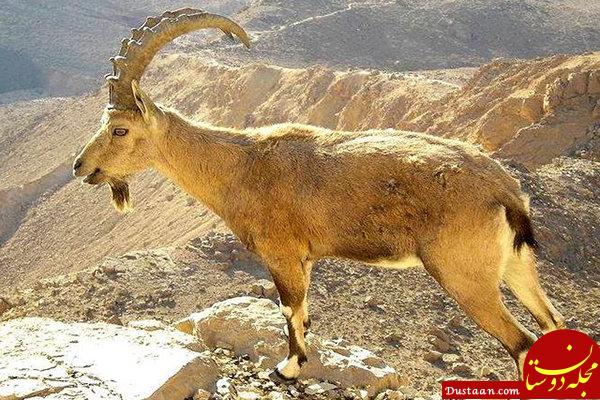 حال خوش «کل و بز» ایرانی در اردبیل