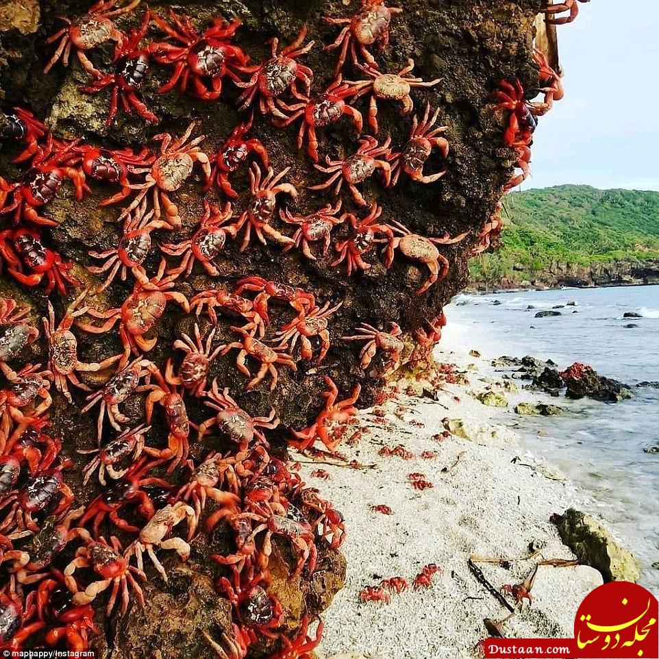 هجوم میلیونی خرچنگ‌ها به ساحل